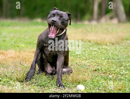 A black Pit Bull Terrier mixed breed dog making a funny face with its mouth wide open Stock Photo