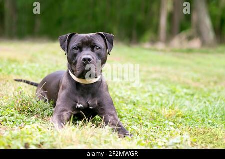 A black Pit Bull Terrier mixed breed dog lying in the grass and looking at the camera Stock Photo