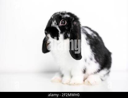 A young black and white Lop eared rabbit sitting with a white background Stock Photo