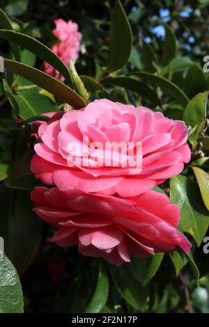 Camellia japonica ‘Pink Perfection’ Pink Perfection camellia – formal double medium pink flowers with rosette shape, March, England, UK Stock Photo