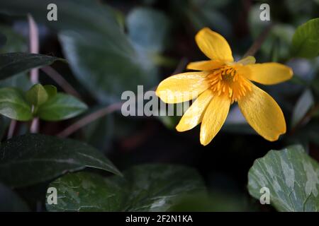 Ficaria verna  Lesser celandine – bright yellow glossy flowers and heart-shaped leaves,  March, England, UK Stock Photo