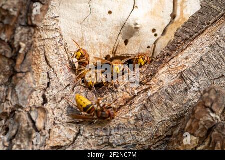 Hornets (Vespa) genus of hymenoptera (Hymenoptera). Nest in an old tree. Stock Photo