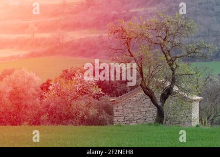 farmer's cottage with flowering tree in front in the middle of green cereal fields Stock Photo