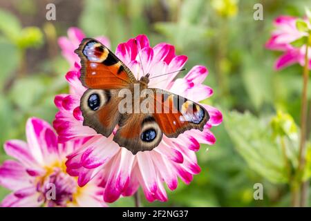 Peacock butterfly (Aglais io), on an aster. Stock Photo