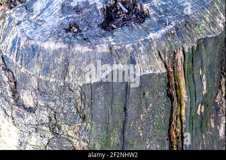 A sawed off tree stump in the middle of the forest Stock Photo