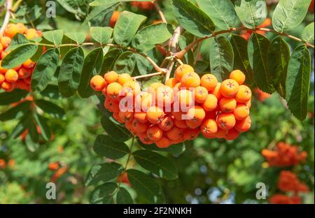 Rowan berries, mountain ash, Sorbus aucuparia, rose family Stock Photo