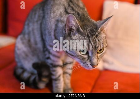 Portrait of a gray European shorthair cat with black stripes and green eyes Stock Photo