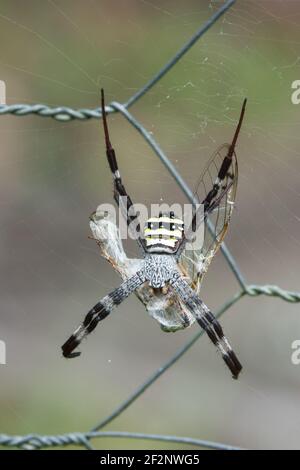 St Andrew's Cross Spider (Argiope aetherea) on fence with prey, photographed in garden at Cow Bay, Daintree, Far North Queensland, Australia.