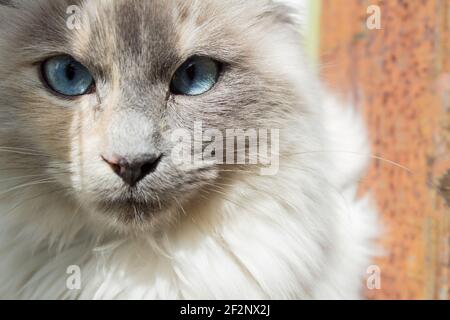 Close-up of a white cat's blue eyes looking at the camera. Gazes and animals. Stock Photo