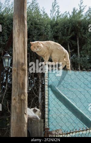 A tabby cat in heat caught red-handed on top of a wire fence about to pounce on a white kitten that rests relaxed on a wall. Love, animals, and spring Stock Photo