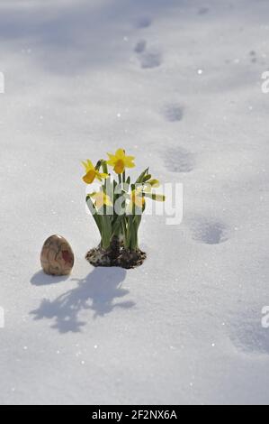 Osterglocken im Schnee mit einem Osterei | Daffodils in snow with an Easter egg, Lent lily Stock Photo