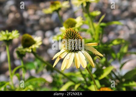 Closeup of coneflowers in full bloom during later summer Stock Photo