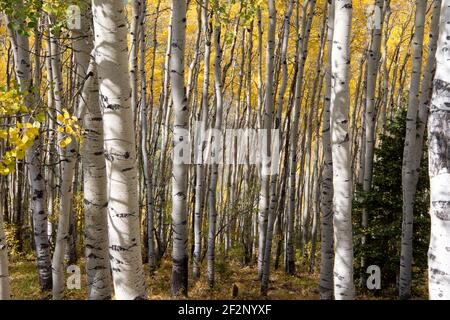 Fall color in quaking aspen grove in SW Colorado Stock Photo