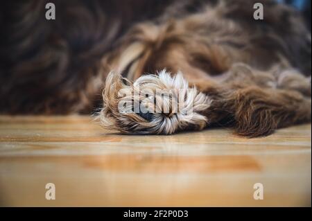 The paw of a sleeping Cavalier King Charles Spaniel Stock Photo