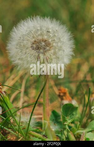 Dandelion as the shape of the dead dandelion on a meadow with flying seeds on the plant and lying in front of it. Grass and plant in detail and comple Stock Photo