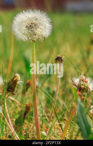 Meadow with a dandelion flower and grass in spring. Flower in detail with seeds on the stem in sunshine. More closed flowers of blowball and dandelion Stock Photo