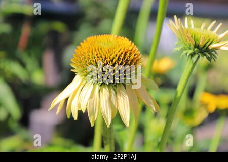 Macro of coneflowers in full bloom during later summer Stock Photo