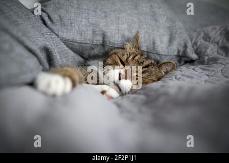 tabby white cat sleeping covered with gray cushions and copy space Stock Photo