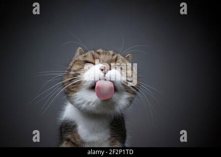 tabby white cat licking glass table sticking out tongue making funny face with copy space Stock Photo