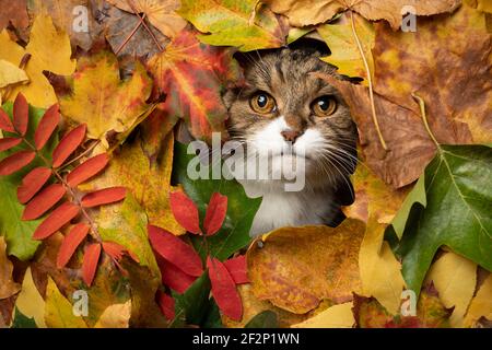 tabby white cat looking through hole in colorful autumn leaves foliage Stock Photo