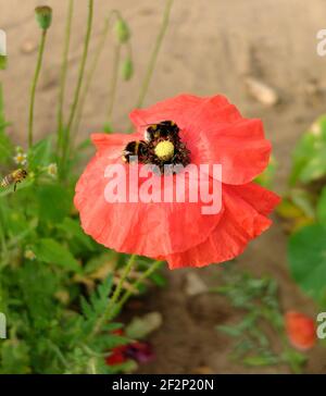 Red corn poppy (Papaver rhoeas) with honey bee and bumblebee Stock Photo