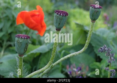 Turkish poppy 'Rembrandt' (Papaver orientale) with seed pods Stock Photo