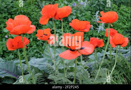 Turkish poppy 'Rembrandt' (Papaver orientale) in the flowerbed Stock Photo