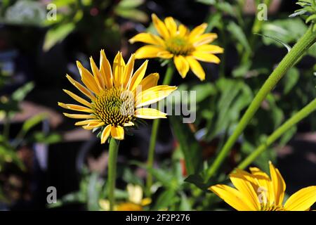 Closeup of echiniacea in full bloom during later summer Stock Photo