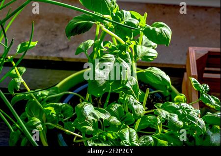 Fresh basil grows in a pot Stock Photo