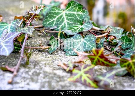 Ivy growing over a stone Stock Photo