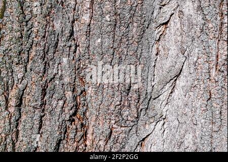 The bark from a tree Stock Photo