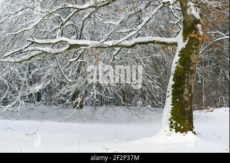 Snow-covered beech trees in winter, January, Odenwald, Hesse, Germany Stock Photo