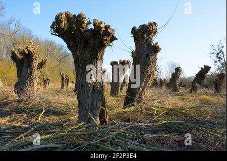 Pollard willows after pruning in spring, March, Hesse, Germany Stock Photo