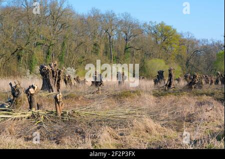 Pollard willows after pruning in spring, March, Hesse, Germany Stock Photo