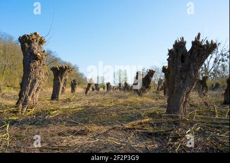Pollard willows after pruning in spring, March, Hesse, Germany Stock Photo