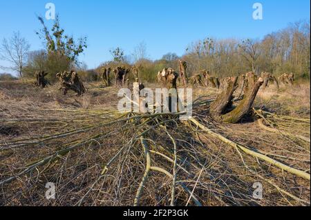Pollard willows after pruning in spring, March, Hesse, Germany Stock Photo