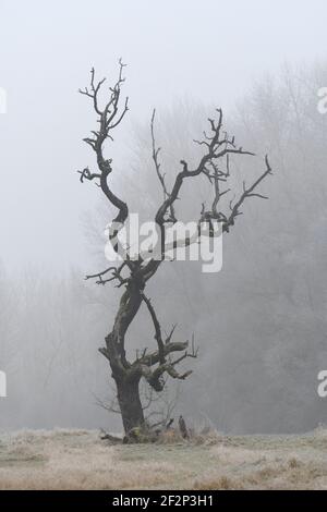 Old, dead fruit tree in a meadow in winter, Hesse, Germany Stock Photo