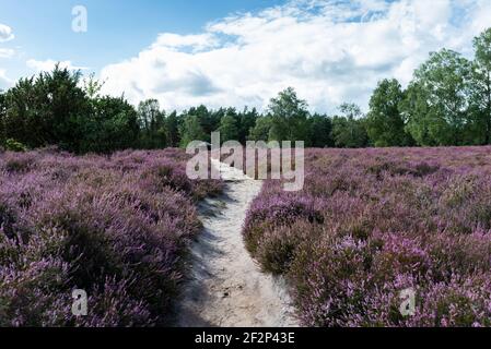 a path through the heath Stock Photo