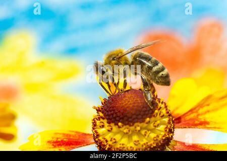 A honey bee collecting pollen at stamens in a flower. A bee working on a garden flower. Stock Photo