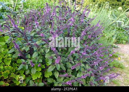 African shrub basil 'African Blue' (Ocimum x africanum) with blossom, by the wayside Stock Photo