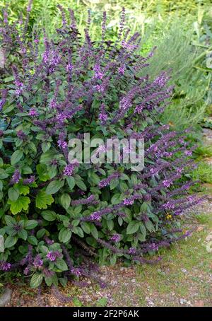 African shrub basil 'African Blue' (Ocimum x africanum) with blossom, by the wayside Stock Photo