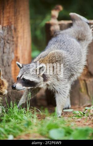 North American raccoon, Procyon lotor, Bavaria, Germany, Europe Stock Photo