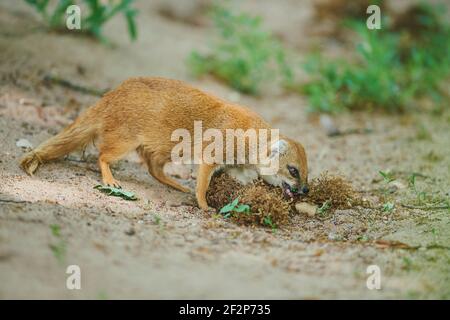 fennec-fox-vulpes-zerda-