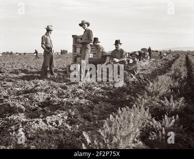 Large-scale agricultural gang labor, Mexicans and whites from the Southwest pull, clean, tie and crate carrots for the eastern market for eleven cents per crate of forty-eight bunches. Many can make barely one dollar a day. Heavy oversupply of labor and competition for jobs is keen. Near Meloland, Imperial Valley. February 1939. . Photograph by Dorothea Lange. Stock Photo