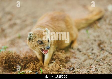 Desert Fox Products
