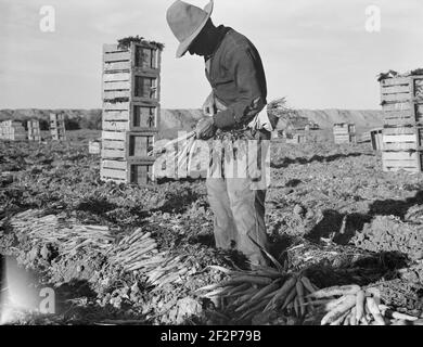 Near Meloland, Imperial Valley. Large scale agriculture. Gang labor, Mexican and white, from the Southwest. Pull, clean, tie and crate carrots for the eastern market for eleven cents per crate of forty-eight bunches. Many can barely make one dollar a day. Heavy oversupply of labor and competition for jobs keen. February 1939. . Photograph by Dorothea Lange. Stock Photo