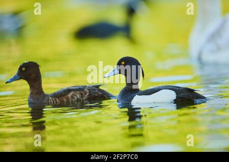 Tufted ducks, Aythya fuligula, pair, pond, sideways, swimming Stock Photo