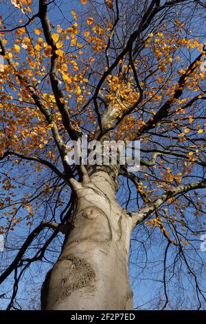Tree trunk, autumnal discolored beech leaves on branches, Bremen, Germany, Europe Stock Photo