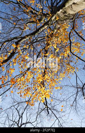 Tree trunk, autumnal discolored beech leaves on branches, Bremen, Germany, Europe Stock Photo
