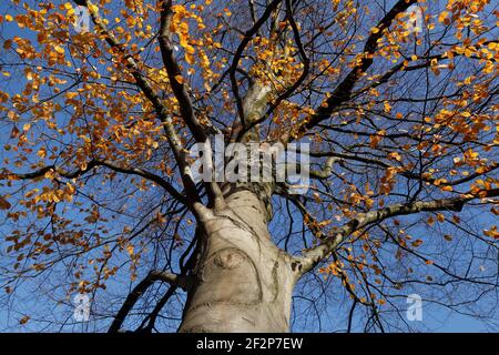 Tree trunk, autumnal discolored beech leaves on branches, Bremen, Germany, Europe Stock Photo